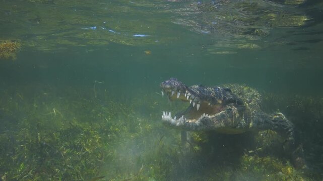 Banco Chinchorro, a unique atoll off Mexico's Yucatan Peninsula.underwater extreme closeup shot of the American crocodile (Crocodylus acutus)