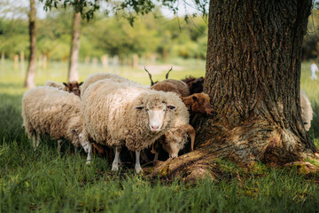 Sheep huddle against a tree in a meadow: fluffy, cozy, green background.