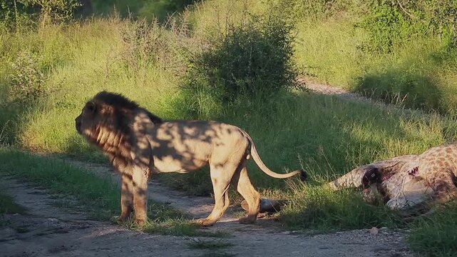 African lion male eating on a giraffe carcass in morning light in Greater Kruger National park, South Africa ; Specie Panthera leo family of Felidae