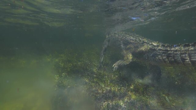Banco Chinchorro, a unique atoll off Mexico's Yucatan Peninsula.underwater extreme closeup shot of the American crocodile (Crocodylus acutus)