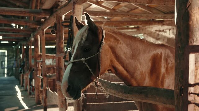 Close-up portrait of a horse standing inside a wooden stable. Detailed view of the animal&rsquo;s eyes, mane, and facial features in soft natural or barn light.