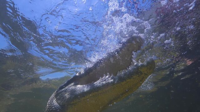 Banco Chinchorro, a unique atoll off Mexico's Yucatan Peninsula.underwater extreme closeup shot of the American crocodile (Crocodylus acutus)