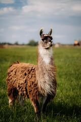Naklejka premium An alpaca stands in a meadow, looking up. Fluffy fur, blue sky, green grass
