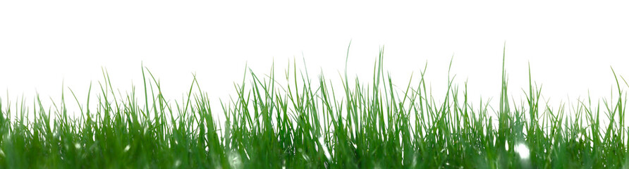 Gr&uuml;ne Grashalme in eienr Wiese freigestellt auf weissem Hintergrund