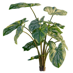 Caladium bicolor tree, elevation, front view, cutout, transparent background, isolate, Detailed close-up of a lush monstera deliciosa plant with striking green and white variegation © DH Tree Stock