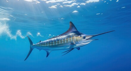Fototapeta premium Large billfish swims just beneath the bright ocean surface surrounded by blue water