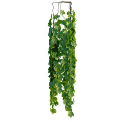 Parthenocissus tricuspidata tree, elevation, front view, cutout, transparent background, isolate, Delicate green leaves pattern, detailed close-up of lush foliage, beautiful botanical texture