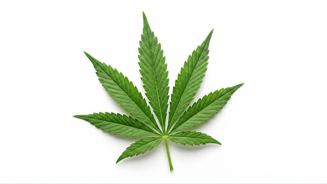 Fresh green cannabis leaf slowly rotating in a perfect loop, isolated on a white background. The animation highlights the leaf's shape and texture, symbolizing medical marijuana and herbal remedies