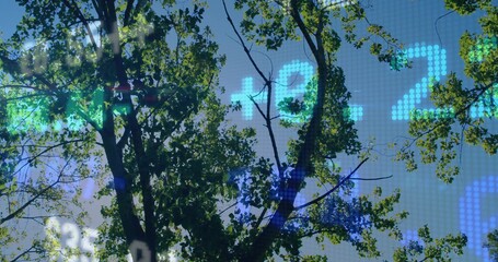 Rising trunks and branching limbs filtering sunlight under park canopy, showing cyan numeral grid