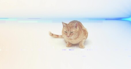 Obraz premium Sitting ginger tabby cat on seamless white floor, with blue-purple band, faint shadow, artifacts