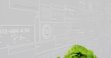 Showing lettuce plant with bright green leaves at lab wall of translucent data panels, copy space © vectorfusionart