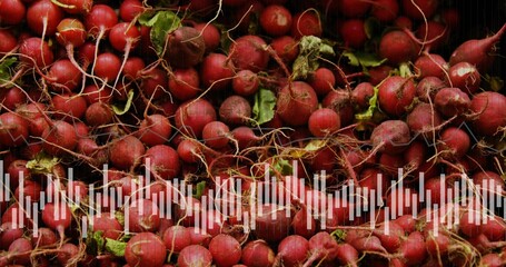 Displaying red radishes in tight close-up showing pale roots, green leaves, soil, waveform overlay