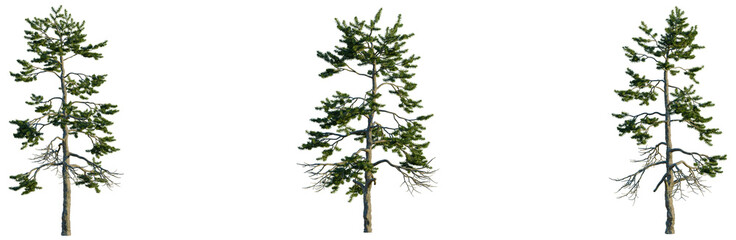 Pinus tabuliformis tree, elevation, front view, cutout, transparent background, isolate, Detailed image of a bare tree trunk against a stark background © DH Tree Stock