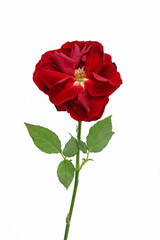 Rozwinięta r&oacute;ża izolowana na białym tle