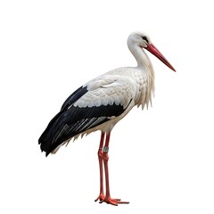 Fototapeta premium Pristine white stork standing tall showing vivid red features and black plumage accents against a minimalist white space.