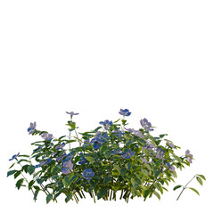 Obraz premium Vinca major tree, elevation, front view, cutout, transparent background, isolate, Detailed close-up of lush periwinkle flowers with vibrant blue petals
