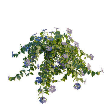 Vinca major tree, elevation, front view, cutout, transparent background, isolate, Vibrant Purple and Green Vine with Delicate Flowers