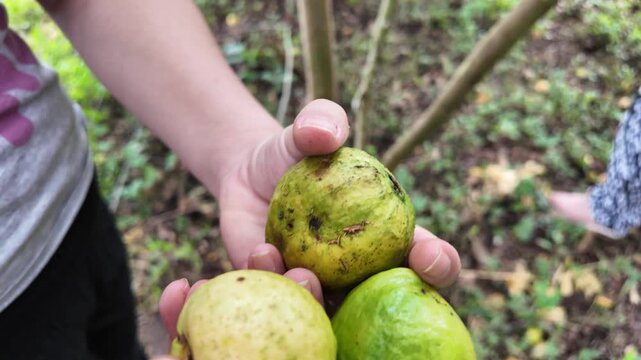 Gathering guavas from the plants, farm in Misiones