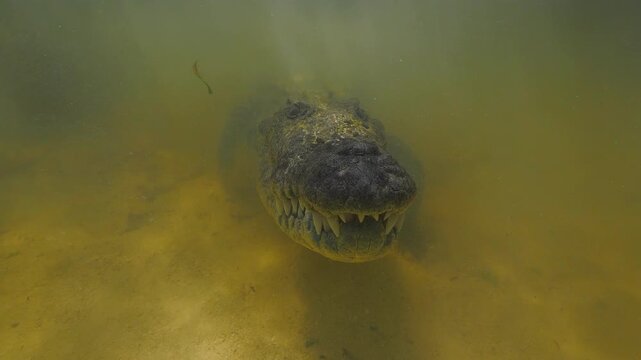 Banco Chinchorro, a unique atoll off Mexico's Yucatan Peninsula.underwater extreme closeup shot of the American crocodile (Crocodylus acutus)