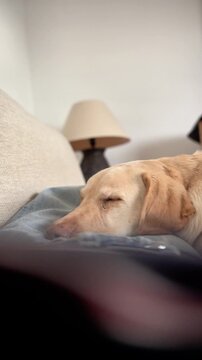 A dog is sleeping on a couch. The couch is covered with a blanket
