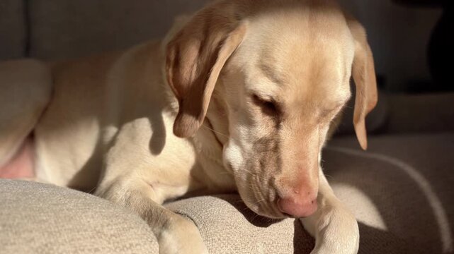 A dog is laying on a couch and looking at the camera. The dog appears to be relaxed and comfortable in its environment