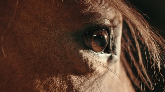 Close-up portrait of a horse standing inside a wooden stable. Detailed view of the animal&rsquo;s eyes, mane, and facial features in soft natural or barn light.