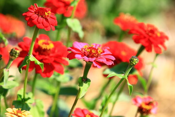 colorful Zinnia or Youth-and-old-age flowers blooming in the garden with green leaves      