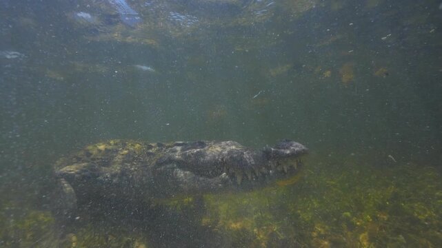 Banco Chinchorro, a unique atoll off Mexico's Yucatan Peninsula.underwater extreme closeup shot of the American crocodile (Crocodylus acutus)