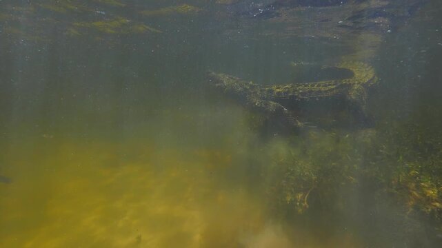 Banco Chinchorro, a unique atoll off Mexico's Yucatan Peninsula.underwater extreme closeup shot of the American crocodile (Crocodylus acutus)