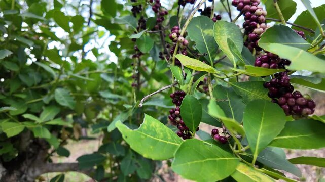 fruit of the yerba mate, farm in Misiones, Argentina