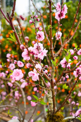 Obraz premium Peach Blossom's Beauty: Delicate peach blossoms burst forth in a vibrant display, heralding the arrival of spring with their soft pink hues and intricate petals.