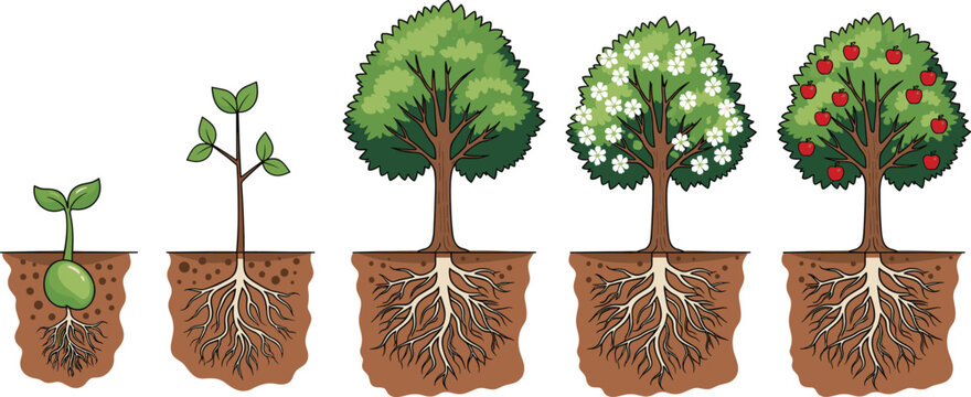 Tree growth stages illustration showing plant development from seedling to mature fruit tree with roots for education concept