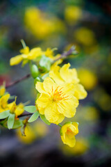 Obraz premium Vibrant Floral Burst: A close-up showcases the delicate beauty of vivid yellow flowers, with their intricately detailed petals. A cheerful springtime bloom.