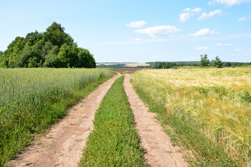 Obraz premium Dirt Road Through Golden and Green Fields leading to horizon copy space