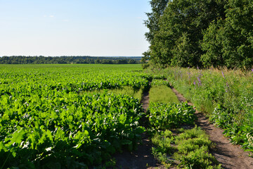 Green Agricultural beetroot Field with Dirt Path and Forest Edge in sunset