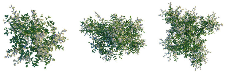 Fototapeta premium Sophora davidii tree plan, top view, cutout, transparent background, isolate, Delicate Pink and Purple Flowers Blooming on Branch, Detailed Floral Pattern, Natural Beauty, Springtime