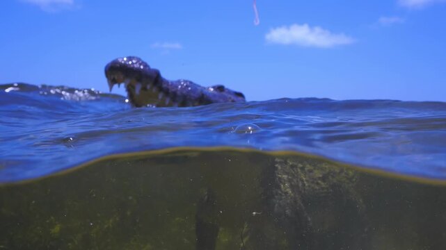 Underwater 4K slow-motion capture of endemic Chinchorro crocodile from Mexico&rsquo;s Banco Chinchorro reef, highlighting evolutionary adaptations, wide snout and striking dental detail.
