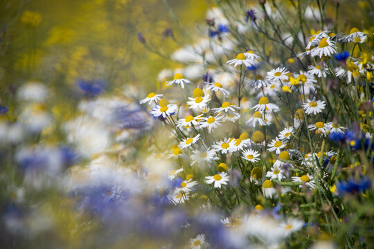 Echte Kamille in sommerlicher Wildblumenwiese, Echte Kamille (Matricaria chamomilla) in nat&uuml;rlicher Wiese