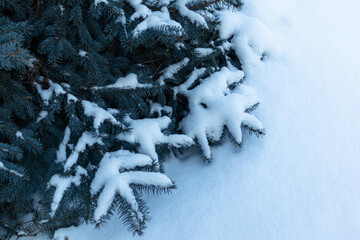 Blue spruce branches covered with snow in the cold winter