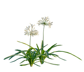 Obraz premium Agapanthus africanus tree, elevation, front view, cutout, transparent background, isolate, Agave americana, also known as the American agave, or century plant, close-up of the plant's leaves
