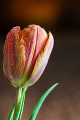 Delikatne tulipany w miękkim świetle, rozmyte tło © Elżbieta Kaps