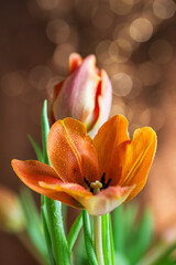 Delikatne tulipany w miękkim świetle, rozmyte tło © Elżbieta Kaps