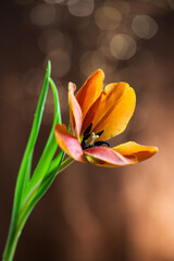 Delikatne tulipany w miękkim świetle, rozmyte tło © Elżbieta Kaps