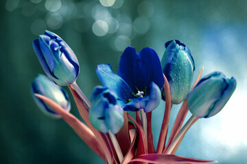 Fototapeta premium Delikatne tulipany w miękkim świetle, rozmyte tło