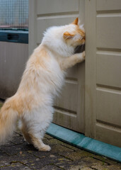 A fluffy white cat stands on his hind legs and tries to open the door of a cupboard in a garden