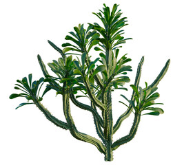 Fototapeta premium Euphorbia royleana boiss tree, elevation, front view, cutout, transparent background, isolate, Striking Euphorbia Obesa Succulent Plant Close-Up, Detailed Texture, Botanical Illustration, Desert Flora