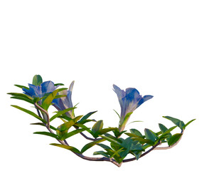 Obraz premium Gentiana scabra bunge tree, elevation, front view, cutout, transparent background, isolate, Delicate Purple Flowers on Green Stems, Detailed Botanical Illustration, Floral Pattern, Springtime Beauty