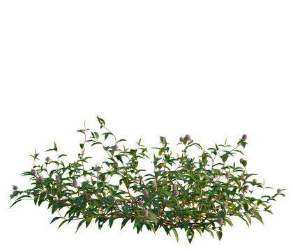 Polygonum capitatum buch tree, elevation, front view, cutout, transparent background, isolate, Detailed close-up of vibrant green shrubbery with delicate purple flowers