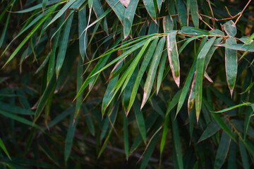 Fototapeta premium Green Bamboo Leaves: An up-close view of vibrant bamboo leaves, showcasing their delicate texture and natural green shades in a tranquil outdoor setting.