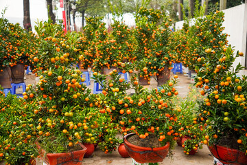Obraz premium Golden Citrus Trees: A vibrant display of potted citrus trees laden with ripe, golden fruit, creating a visual feast of color and texture. Capturing the essence of a flourishing harvest.
